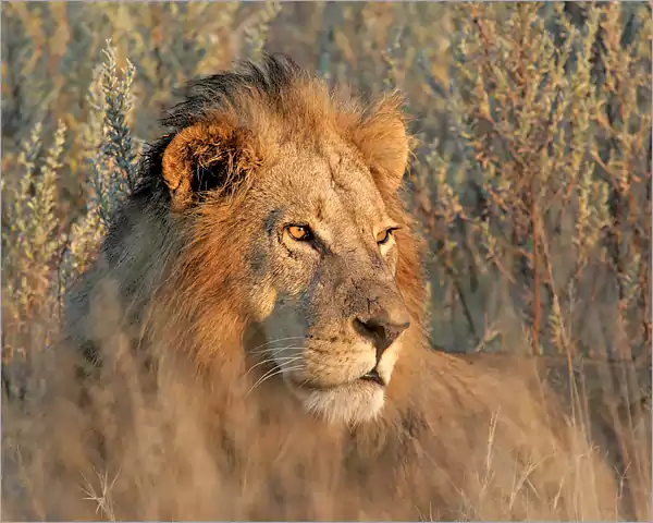 The African lion - Kruger Park Big 5 The African lion - Kruger Park Big 5