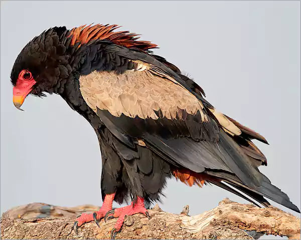 Bateleur Eagle Bateleur Eagle