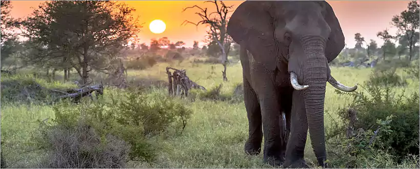 Kruger Park - the Legendary Big Five Kruger Park - the Legendary Big Five