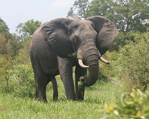 African Elephants