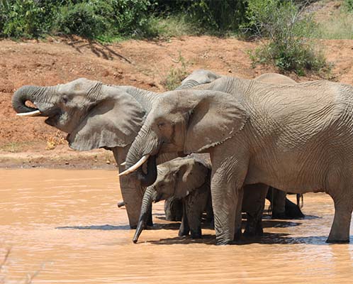 African Elephant