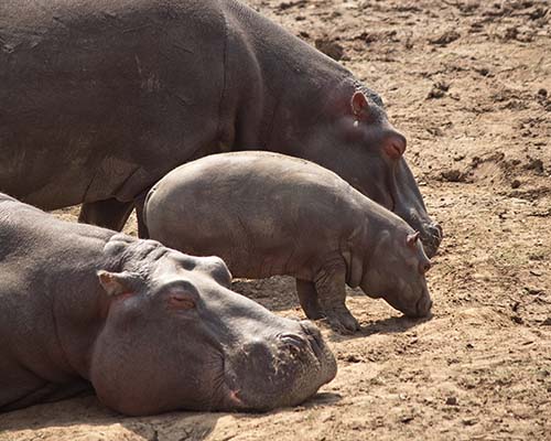 Hippopotamus