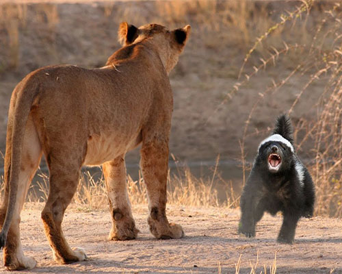 Honey Badger