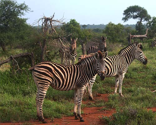 Burchell's Zebra