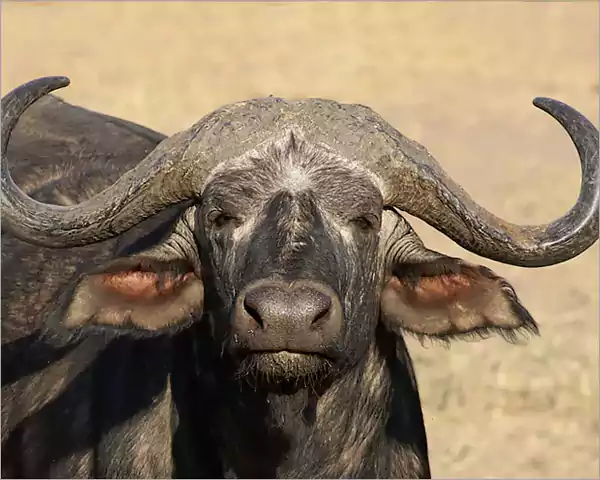 The Cape Buffalo - Kruger Park Big 5 The Cape Buffalo - Kruger Park Big 5