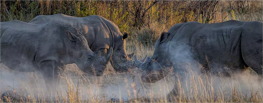 Kruger Park ecosystem Kruger Park ecosystem