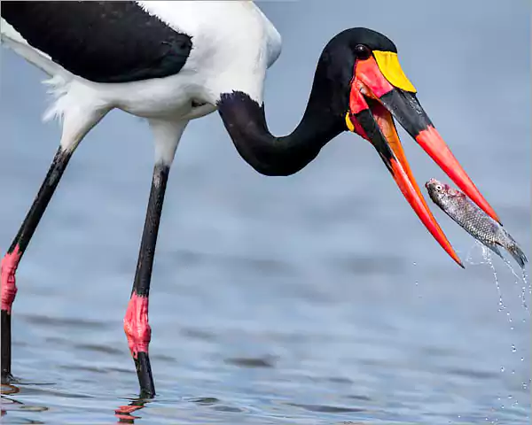 Saddle-Billed Stork - Rare birds Kruger Park Saddle-Billed Stork - Rare birds Kruger Park