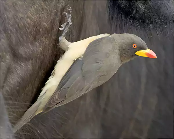 Yellow-billed Oxpecker - Rare Birds, Kruger Park Yellow-billed Oxpecker - Rare Birds, Kruger Park